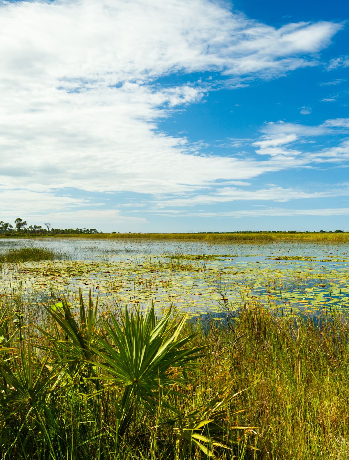 florida swamp